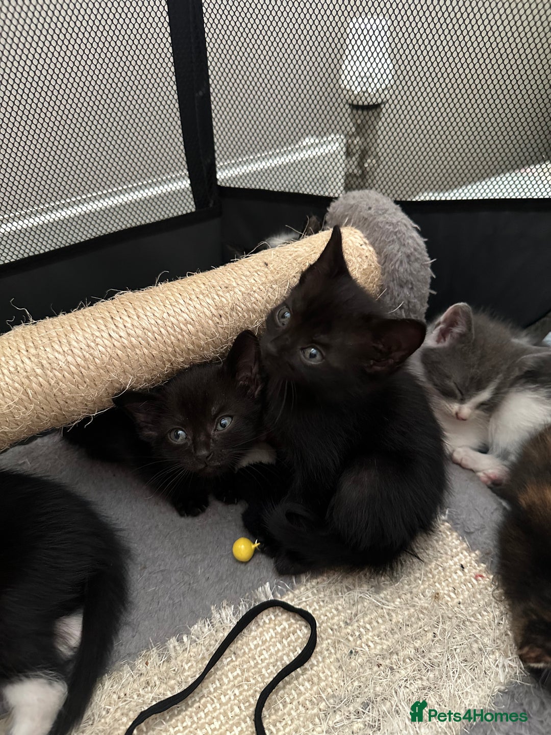 Mixed Breed cats for sale: Mixed Breed kittens - Image 8