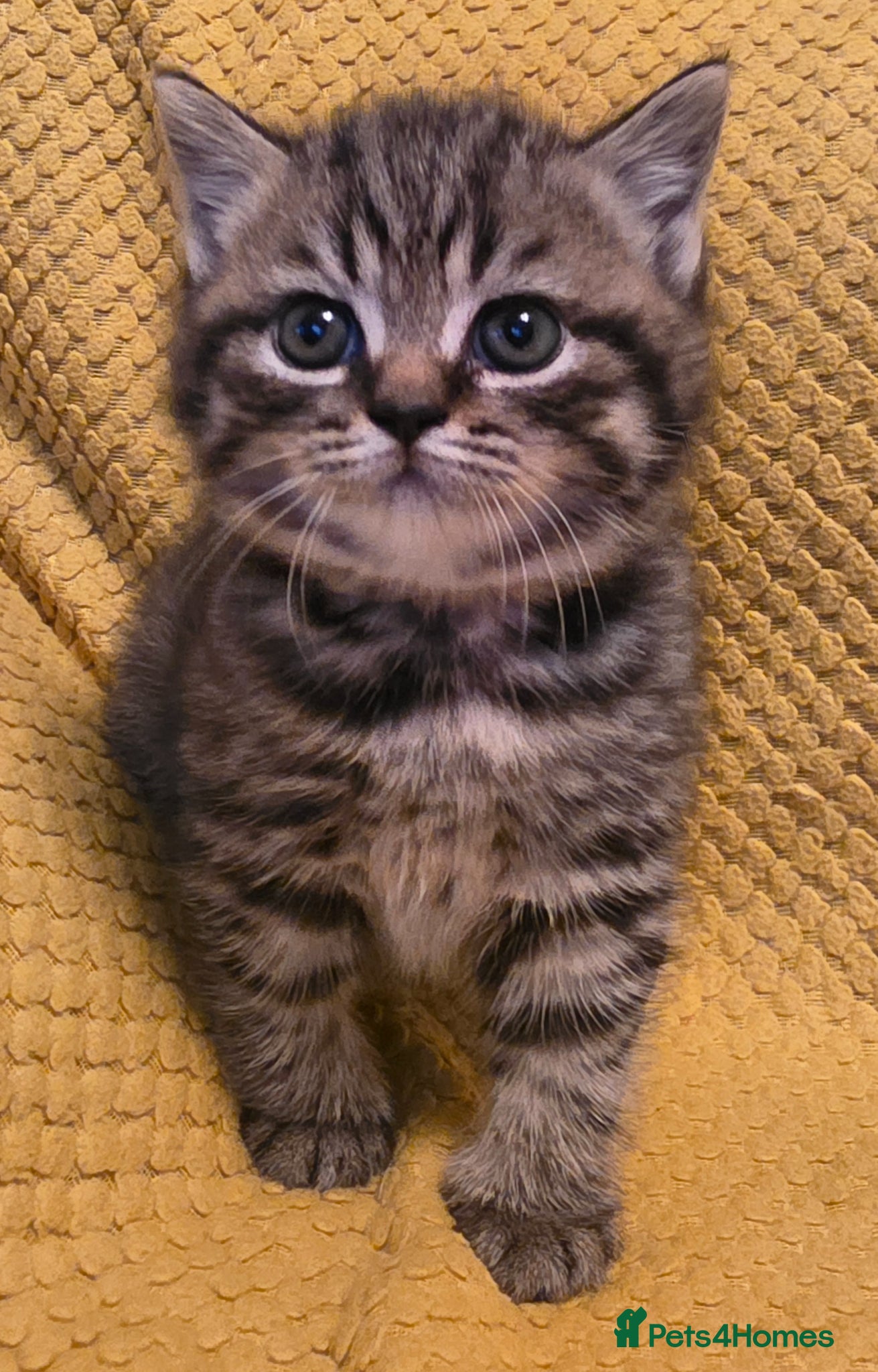 British Shorthair cats GCCF registered British shorthair kittens - Advert 9
