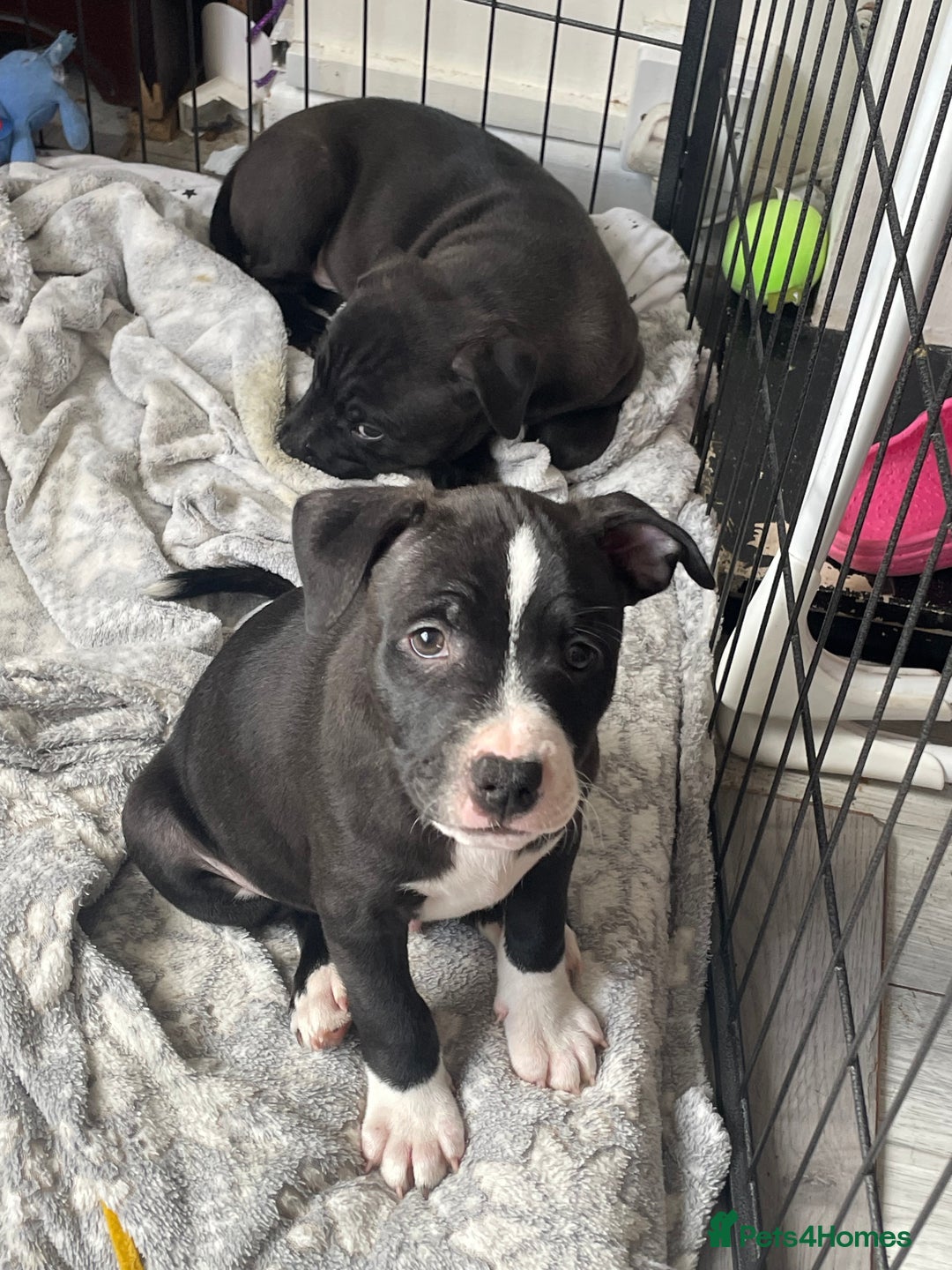 Staffordshire Bull Terrier dogs for sale: Sold  - Image 19