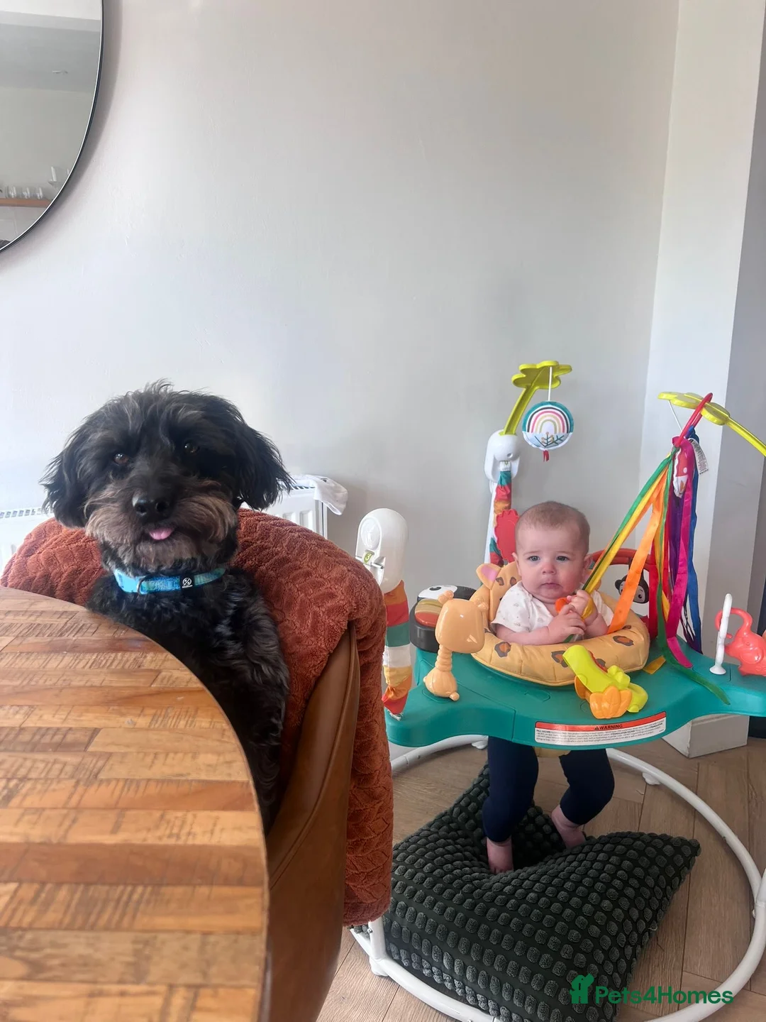 Mixed Breed dogs for sale: Calvin, 5 year old sweet boy looking for new home - Advert 10