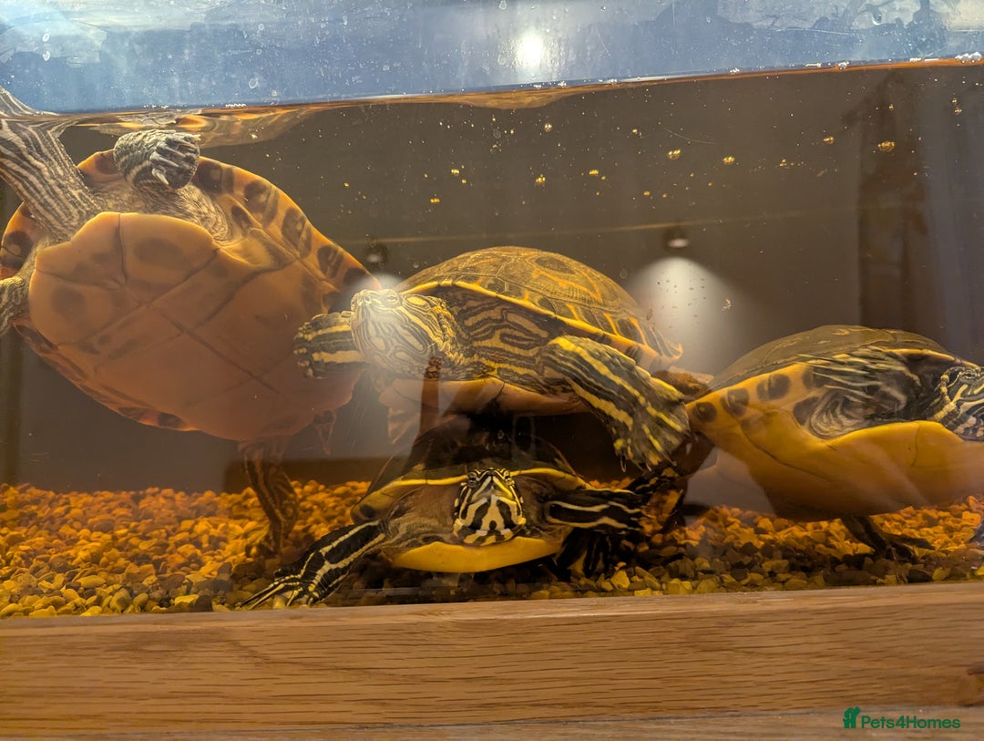 Turtle reptiles for sale: Turtle for sale  - Advert 5
