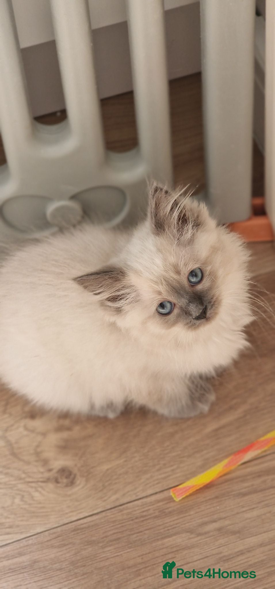 Ragdoll cats Ragdoll Kittens Ready Now - Advert 2