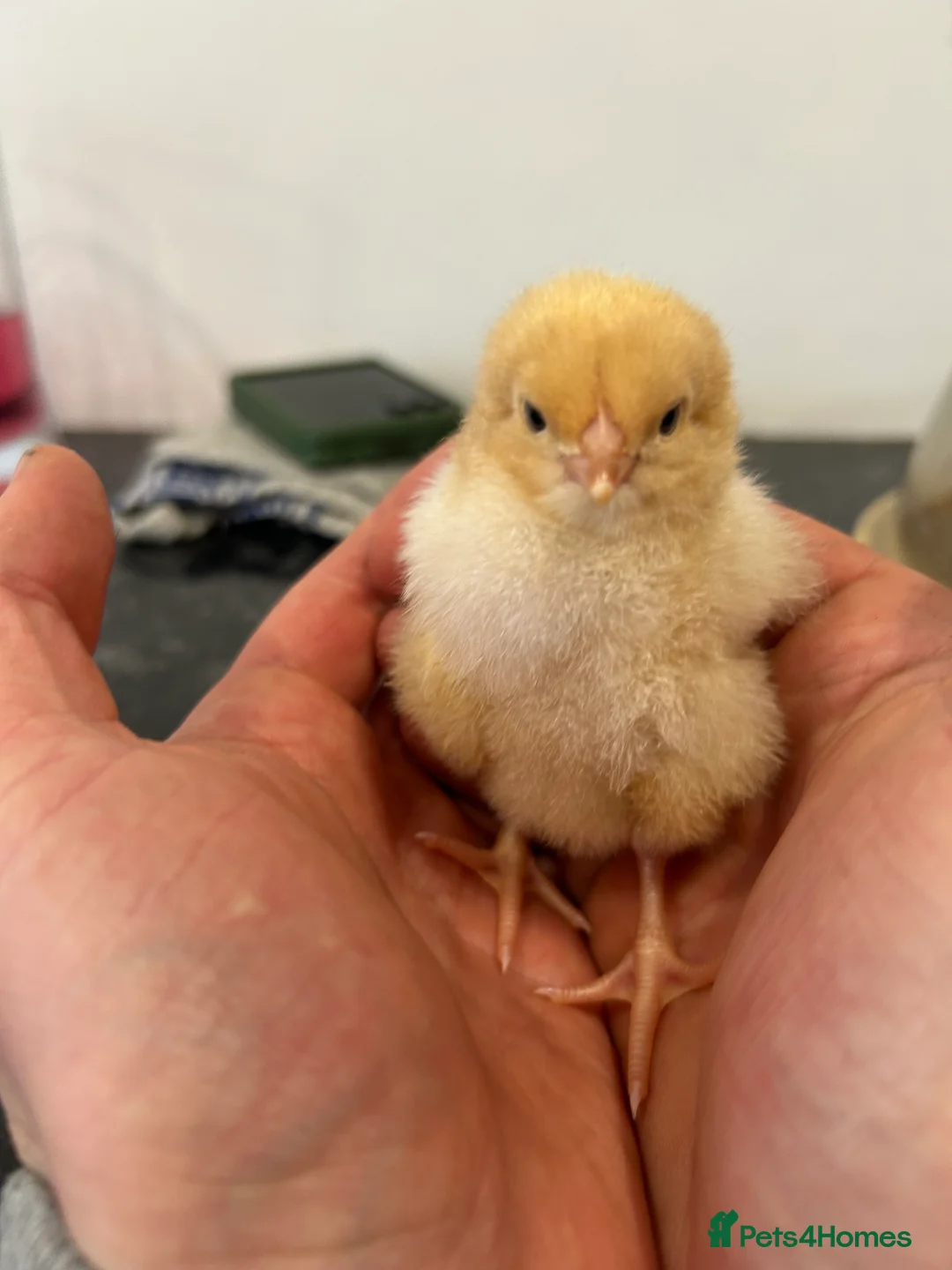 Chickens poultry for sale: Day old buff Orpington Chicks (unsexed)  in Southampton - Advert 3