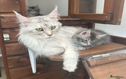 Maine Coon cats for sale: *RESERVED* TICA REG FEMALE MAINE COON FOR SALE  - Image 3