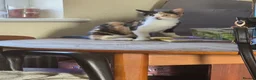 Mixed Breed cats for sale: Mixed breed  in Pontefract - Advert 2