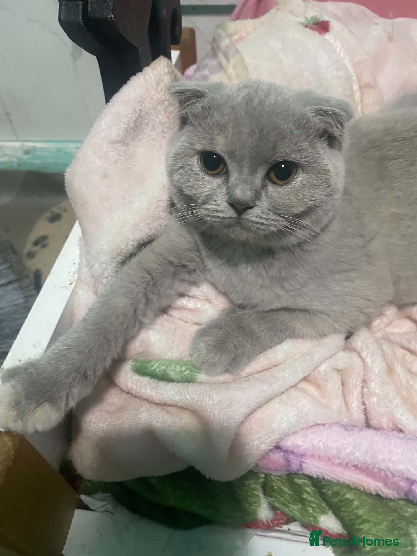 British Shorthair cats Beautiful bsh kittens  - Advert 12