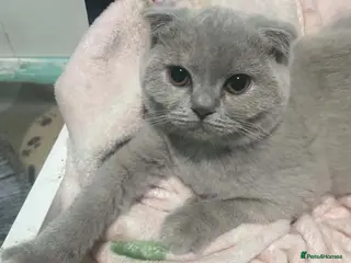 British Shorthair cats Beautiful bsh kittens - Advert 12