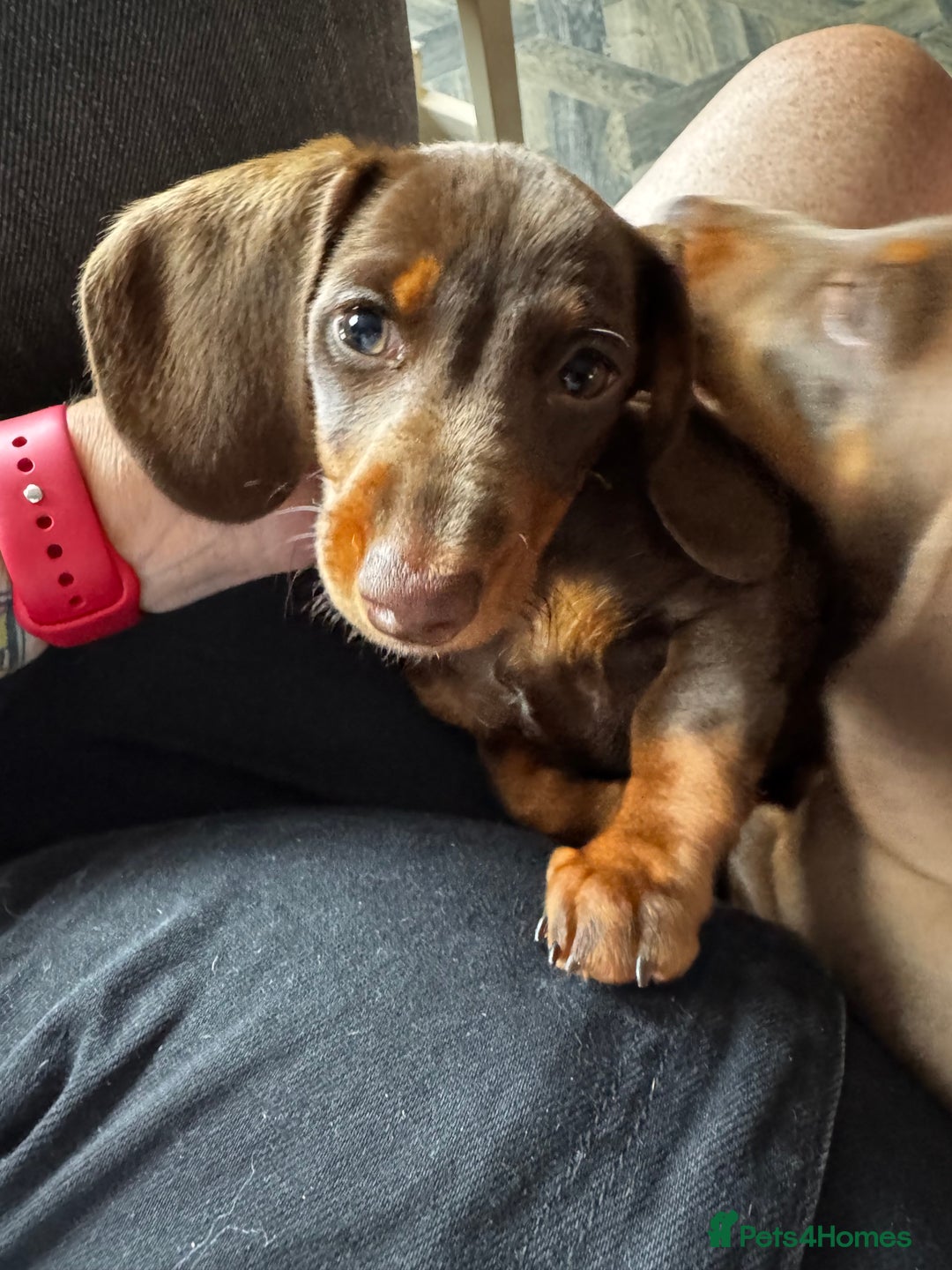 Miniature Dachshund dogs for sale: READY NOW Stunning miniature dachshund pups in Mirfield - Image 25