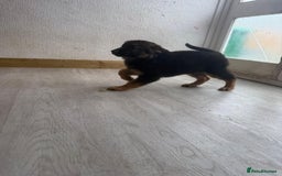 German Shepherd dogs for sale: German Shepherd's gorgeous puppies - Image 9
