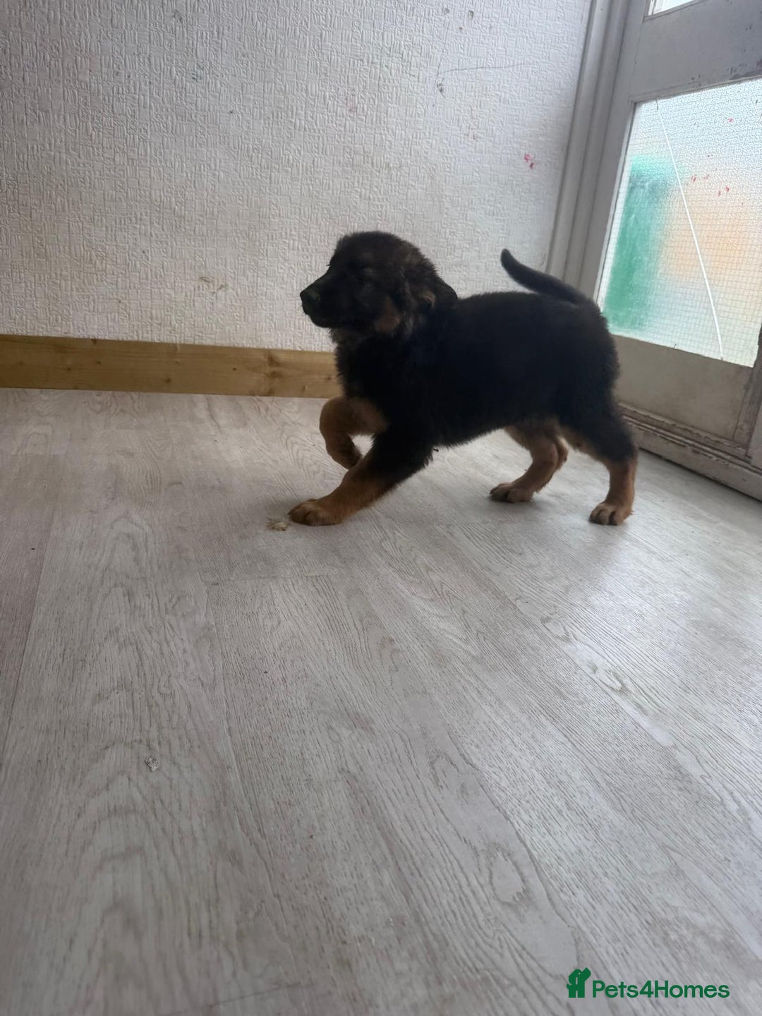 German Shepherd dogs for sale: German Shepherd's gorgeous puppies - Image 9