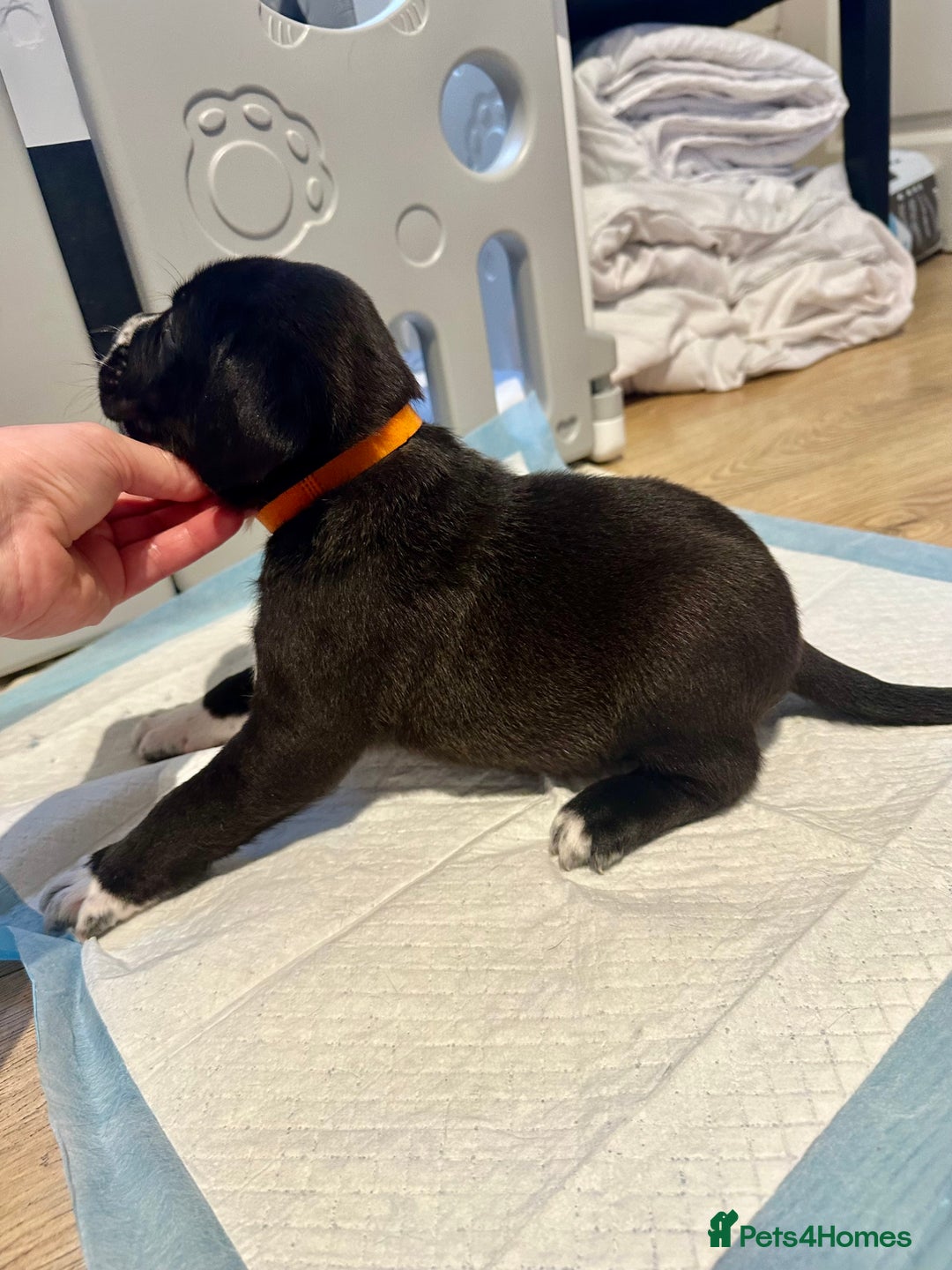 Mixed Breed dogs for sale: Lab- Cane Corso Puppies Looking for Loving Homes - Advert 16