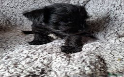 Miniature Schnauzer dogs for sale: Miniature Schnauzer beauties - Image 10