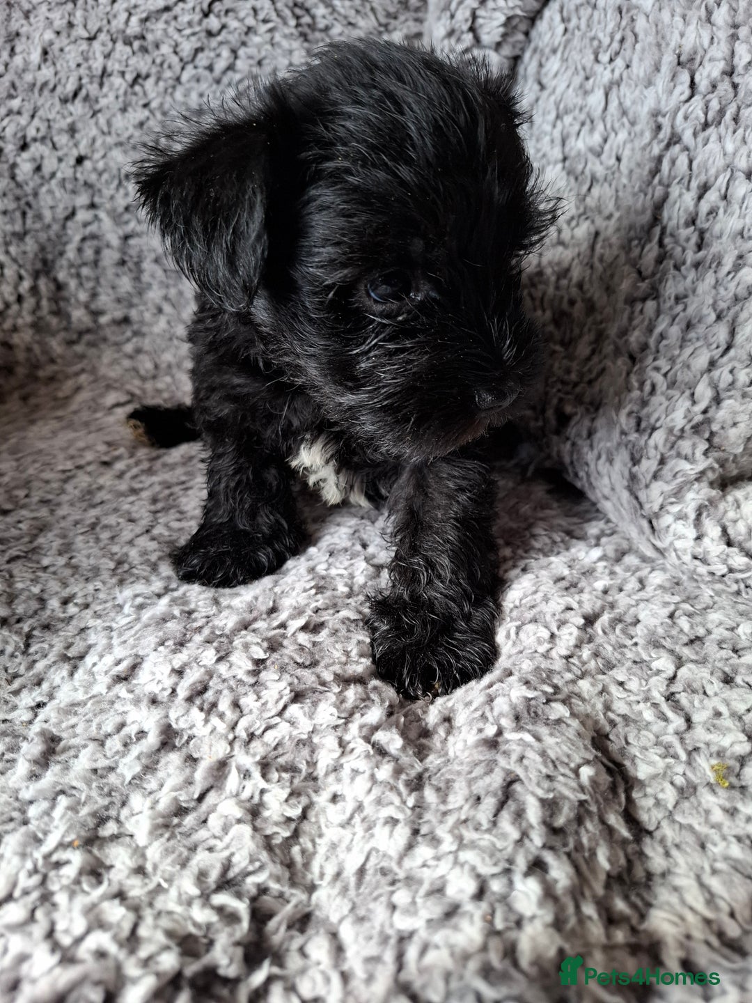 Miniature Schnauzer dogs for sale: Miniature Schnauzer beauties - Image 10