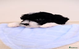 Mixed Breed dogs for sale: 8 UNIQUE Spaniel x Poodle Puppies - Image 25