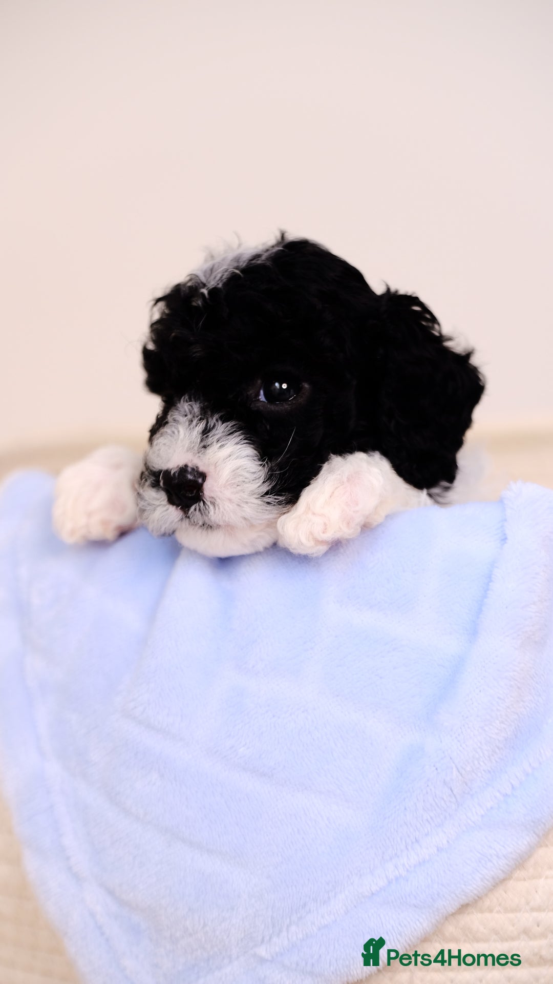 Mixed Breed dogs for sale: 8 UNIQUE Spaniel x Poodle Puppies - Image 25