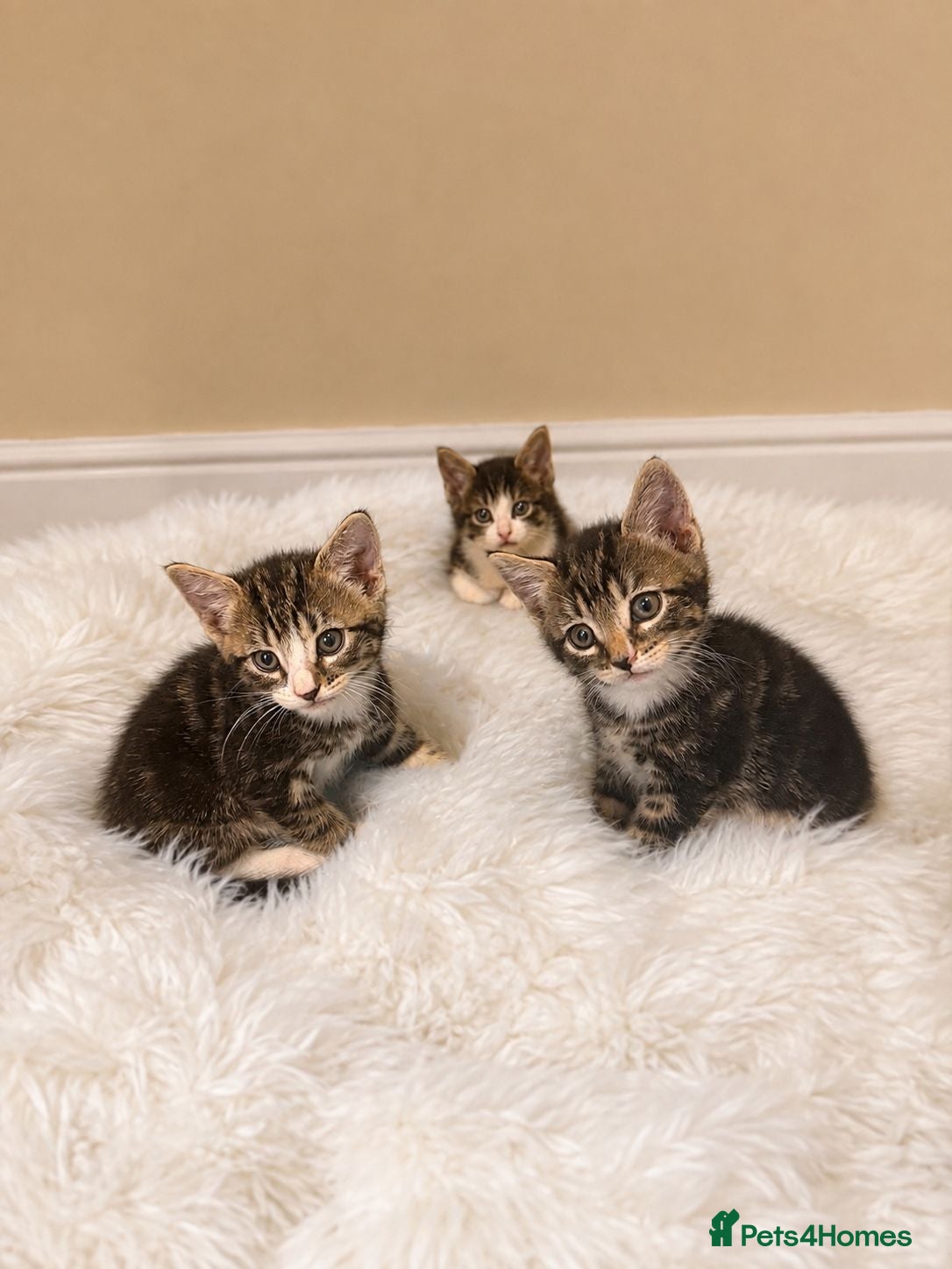 Mixed Breed cats 3 Beautiful Playful Kittens  - Advert 1