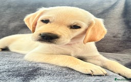 Golden Retriever dogs for sale: KC REGISTERED GOLDEN RETRIEVER PUPS - Image 20
