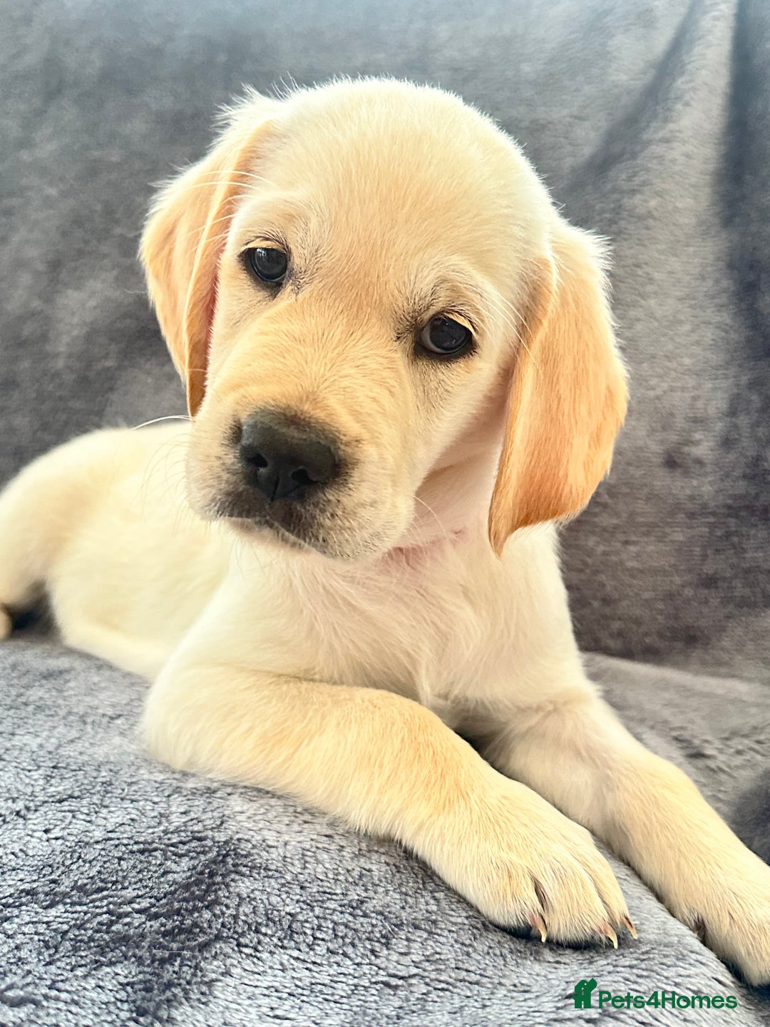 Golden Retriever dogs for sale: KC REGISTERED GOLDEN RETRIEVER PUPS - Image 20