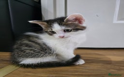 Mixed Breed cats for sale: 6 kittens  - Image 13