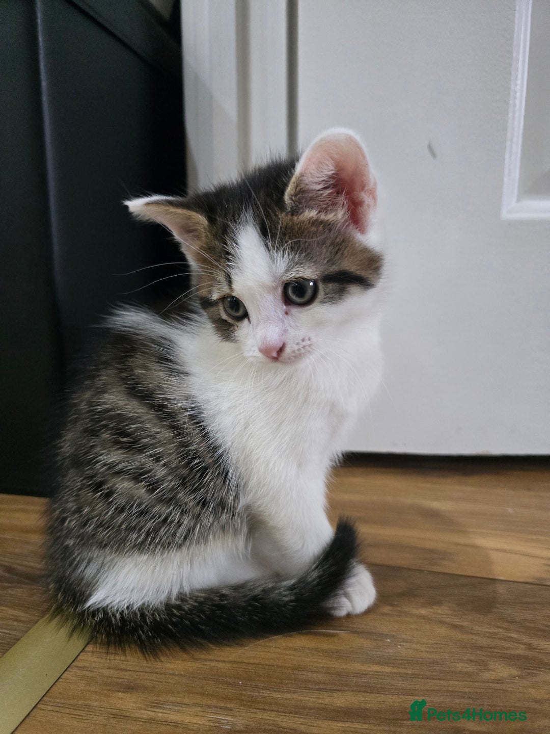Mixed Breed cats for sale: 6 kittens  - Image 13