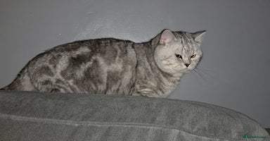 British Shorthair cats - Advert 9