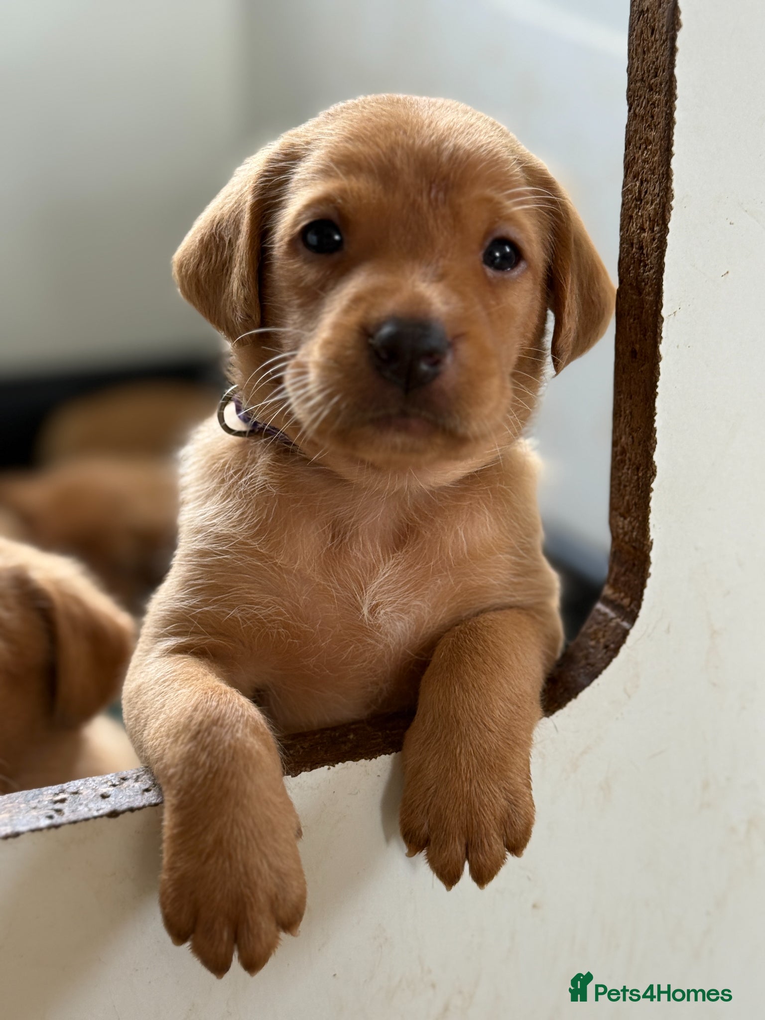 Labrador Retriever dogs FTCH Sired Fully Health Tested Fox Red Lab Puppies - Advert 2