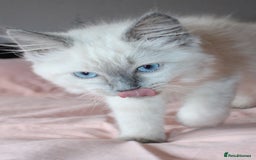 Ragdoll cats for sale: Purebred Ragdoll  - Image 10