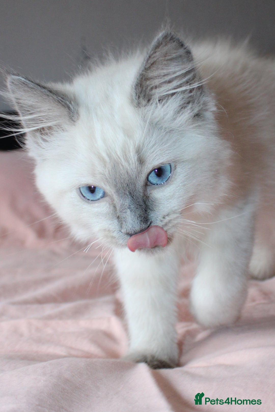 Ragdoll cats for sale: Purebred Ragdoll  - Image 10