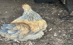 Chickens poultry for sale: Point of laying hen in Eltham read  advert thanks  - Image 9