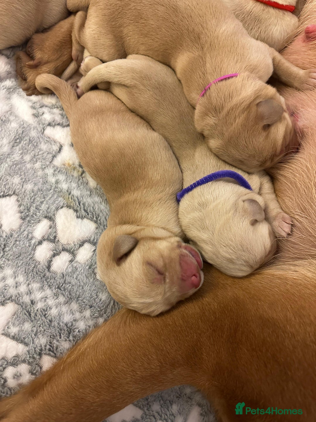 Labrador Retriever dogs for sale: Beautiful Labrador pups for sale X3 girls X3 boys - Advert 5