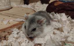 Hamster rodents for sale: 🐹Female Russian dwarf available for adoption🐹 - Advert 2