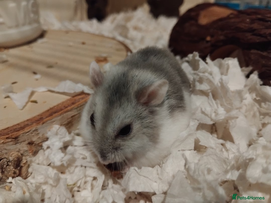 Hamster rodents for sale: 🐹Female Russian dwarf available for adoption🐹 - Advert 2