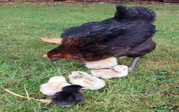 Chickens poultry for sale: Black Copper Meran Hen and chicks. - Image 1