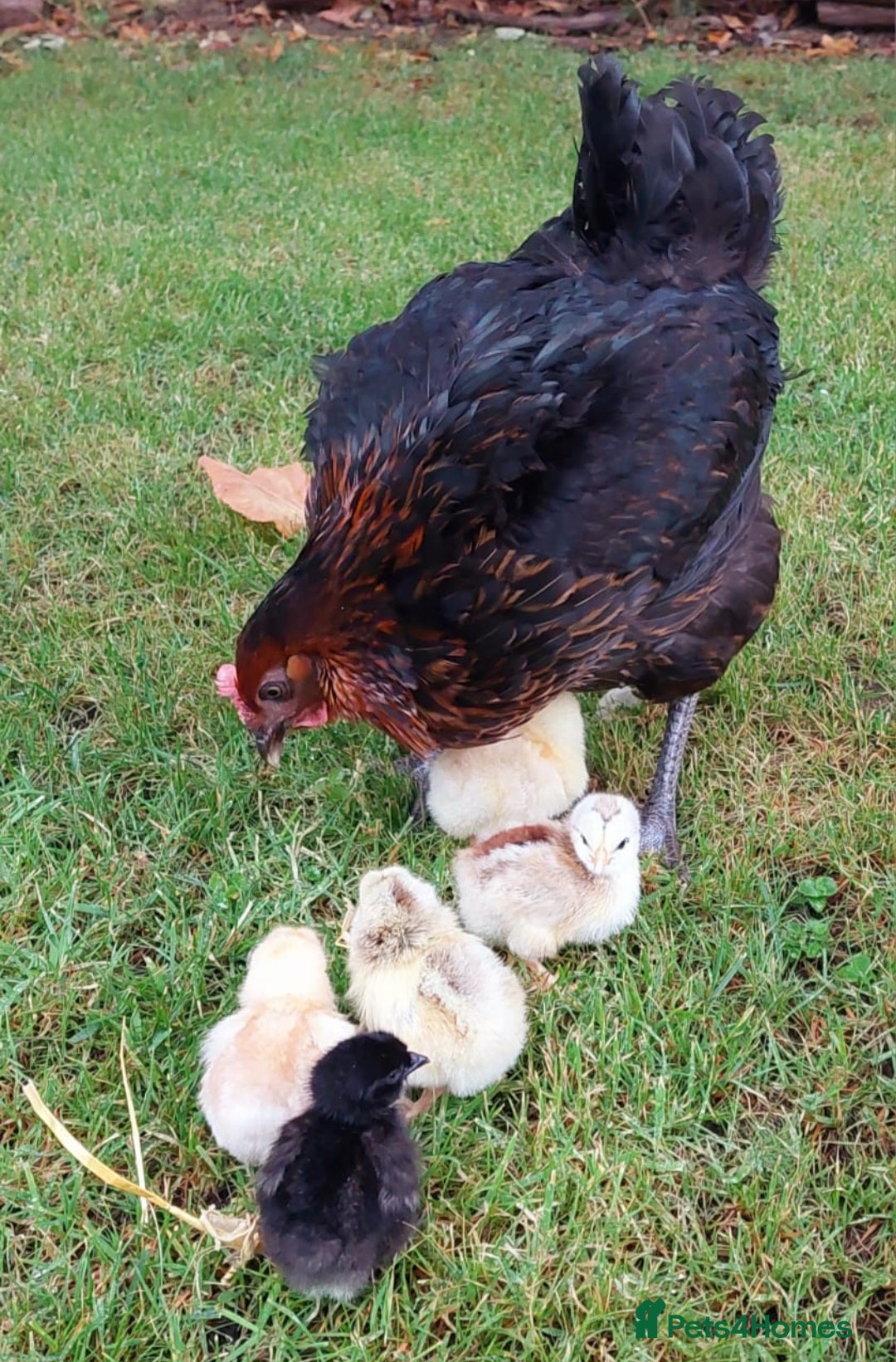 Chickens poultry for sale: Black Copper Meran Hen and chicks. - Image 1
