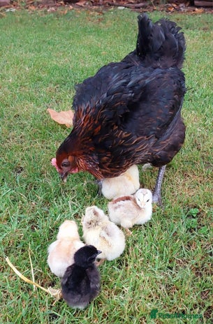 Chickens poultry - Advert 4