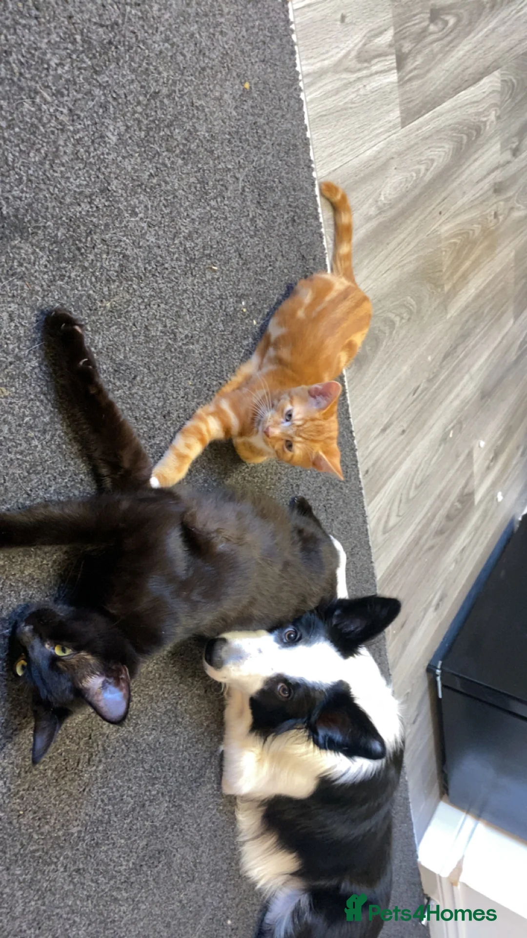 Mixed Breed cats for sale: Garfield  in Tiverton - Advert 4