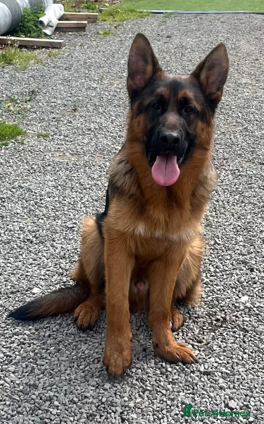 German Shepherd dogs for sale: Outstanding GSD male for sale - Advert 2
