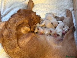 Cockerdor dogs Beautiful litter of Cockerdor puppies - Advert 2