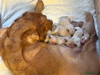 Cockerdor dogs Beautiful litter of Cockerdor puppies - Advert 9