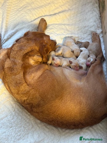 Cockerdor dogs Beautiful litter of Cockerdor puppies - Advert 1