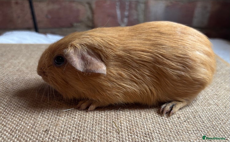 Guinea Pig rodents - Advert 3