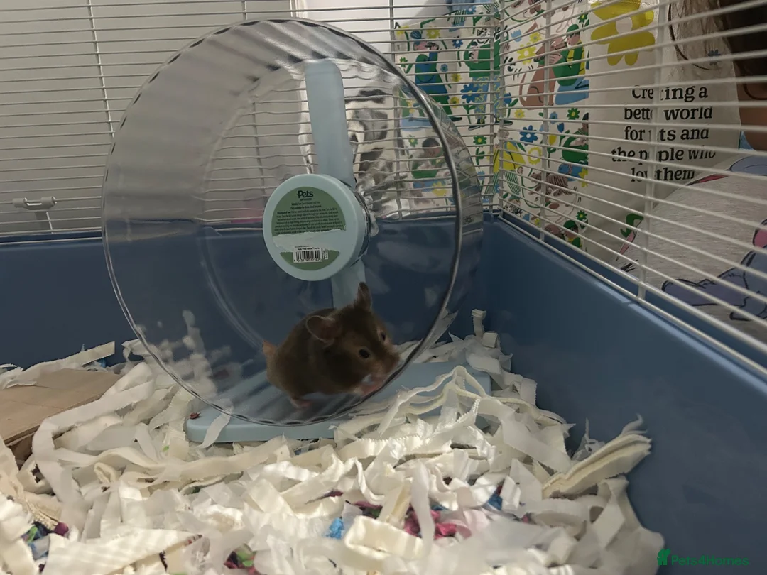 Hamster rodents for sale: Adorable friendly Hamster  in Llanelli - Advert 2