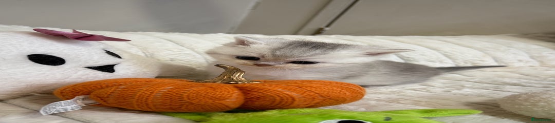 Silver Shorthair Girl