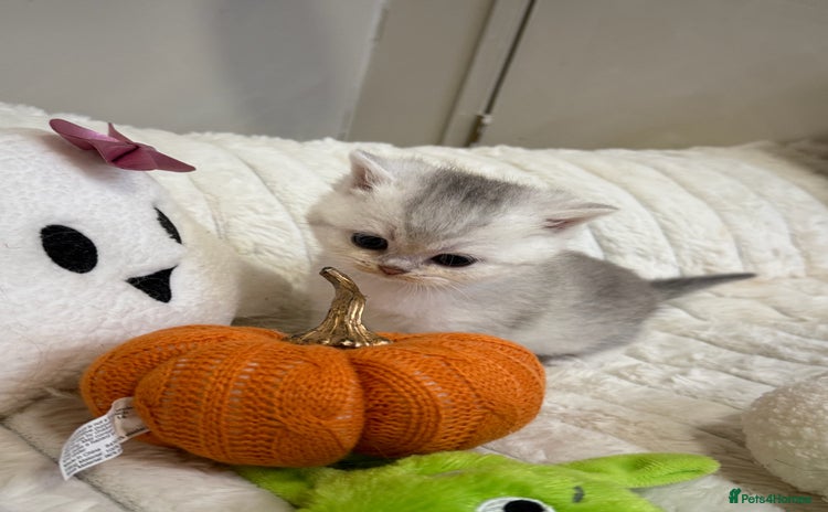 British Shorthair cats - Advert 13