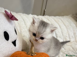 British Shorthair cats - Advert 18