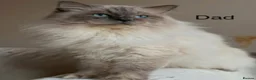 Ragcoon cats for sale: Ragdoll X Maine coon (ragcoon) in Dundee - Advert 18