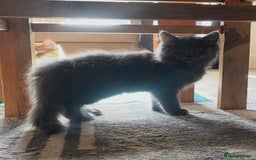 Maine Coon cats for sale: Maine coon female mix 4 months old - Advert 2
