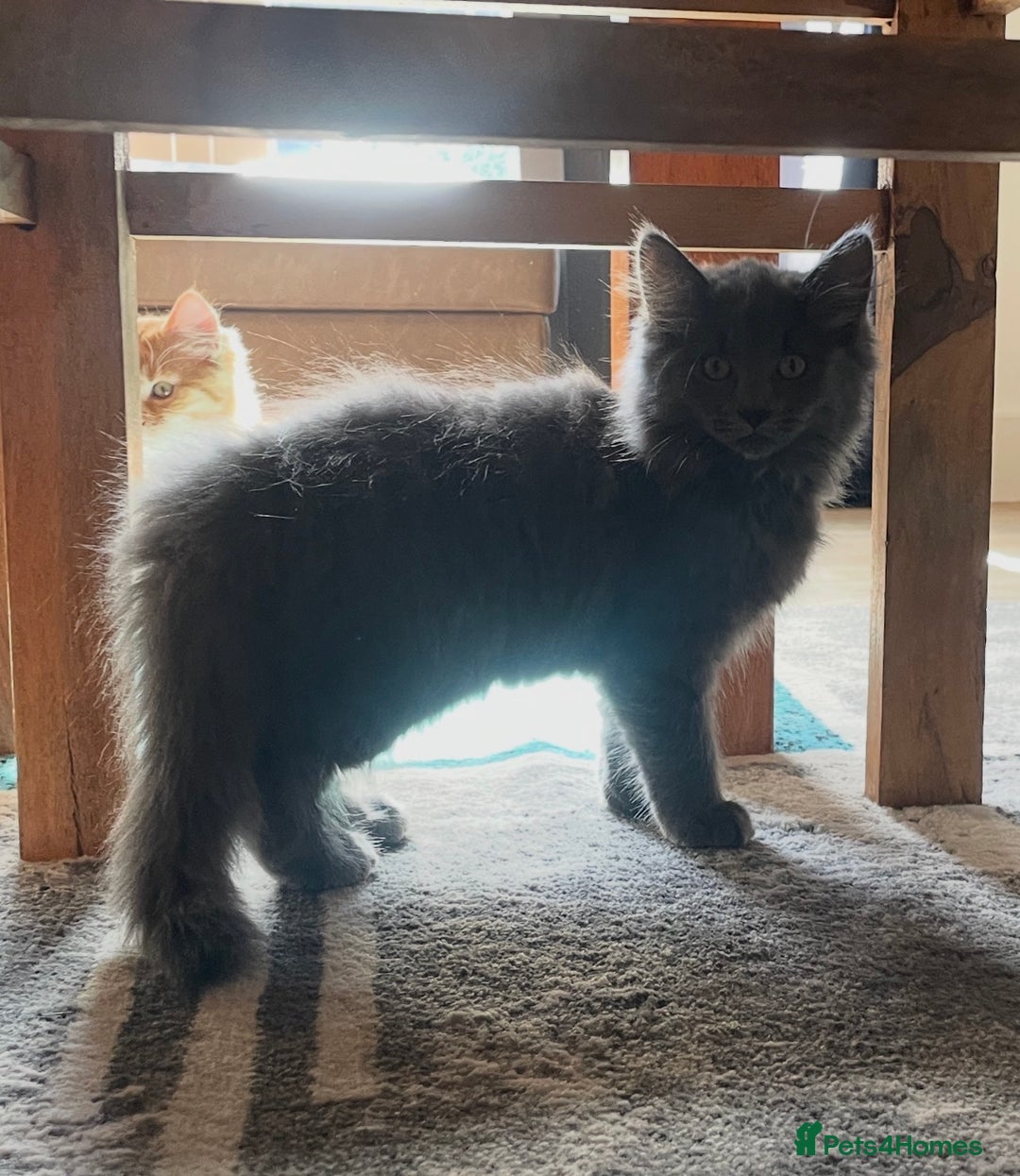 Maine Coon cats for sale: Maine coon female mix 4 months old - Advert 2