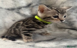 Bengal cats for sale: 🏡Gorgeous Bengal Kittens–Ready for Reservation 🐾 - Image 9