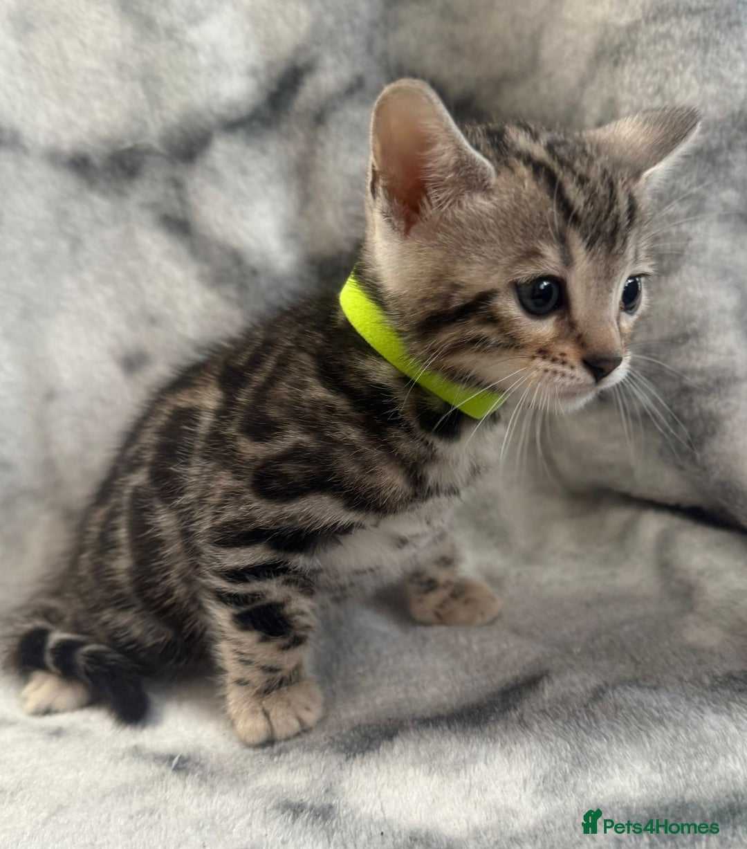 Bengal cats for sale: 🏡Gorgeous Bengal Kittens–Ready for Reservation 🐾 - Image 9